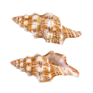 Seashell PNG-37135